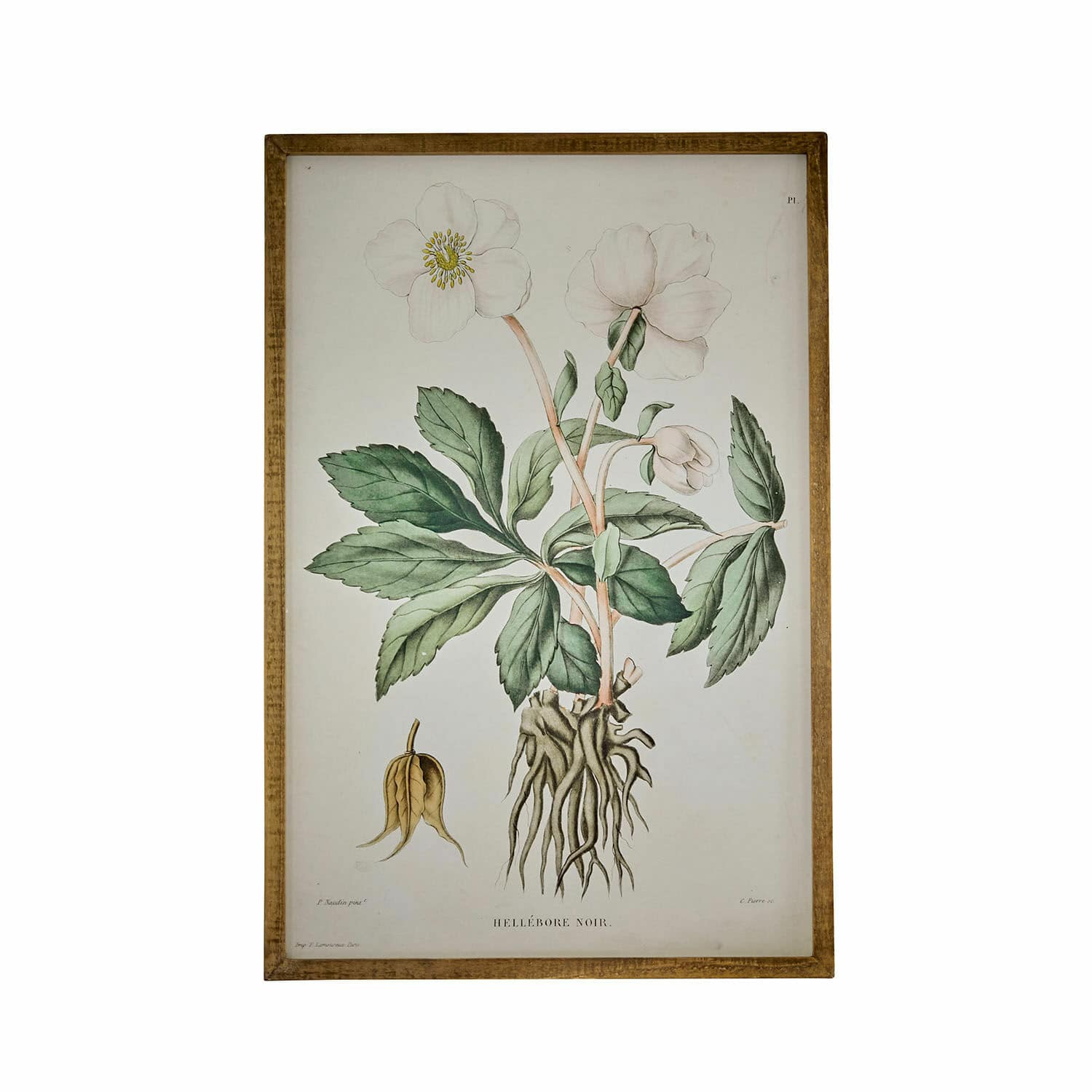 Obraz Hellebore