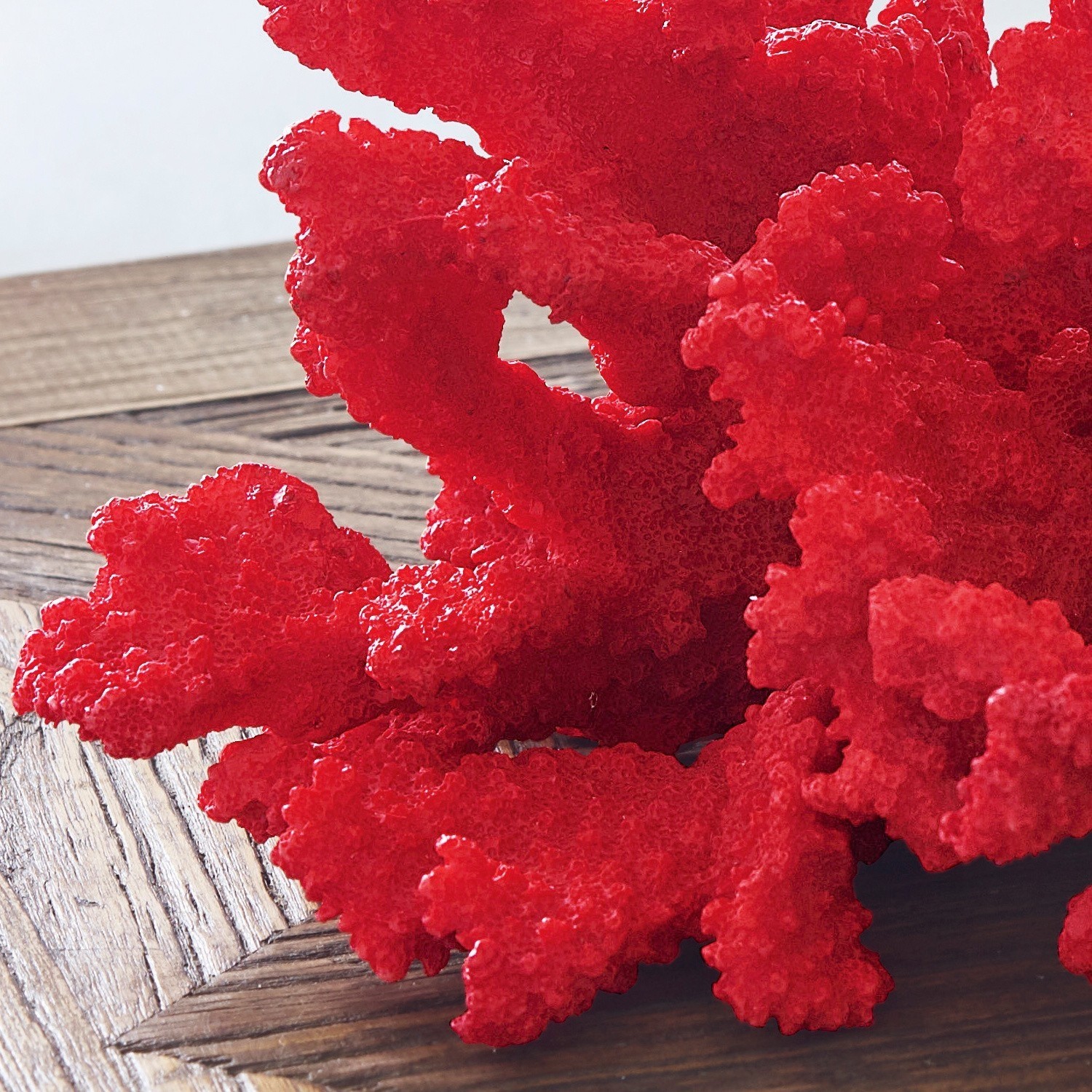 Dekoracyjny koralowiec Reddish