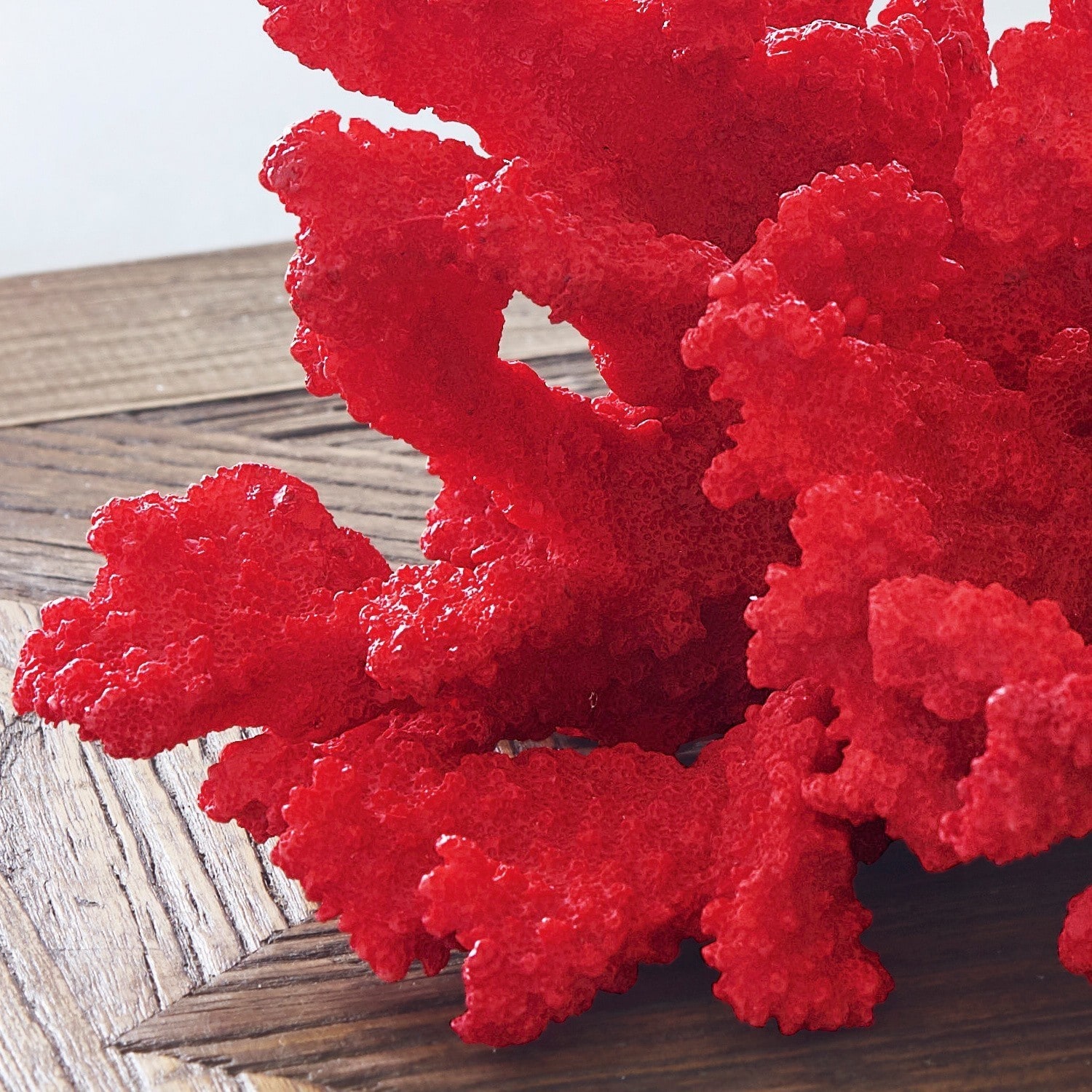 Dekoracyjny koralowiec Reddish