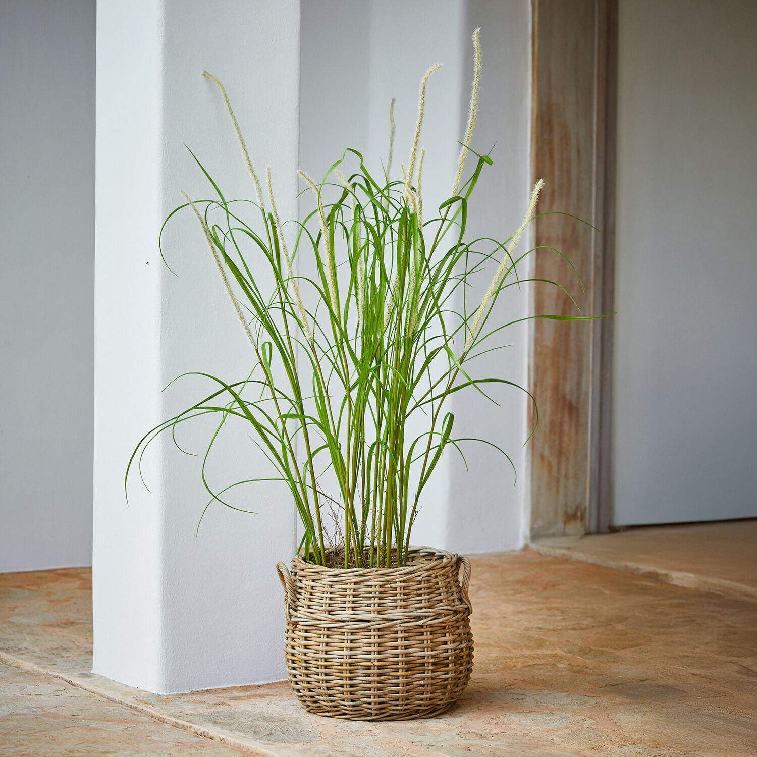 Ozdobna trzcina Clarisa