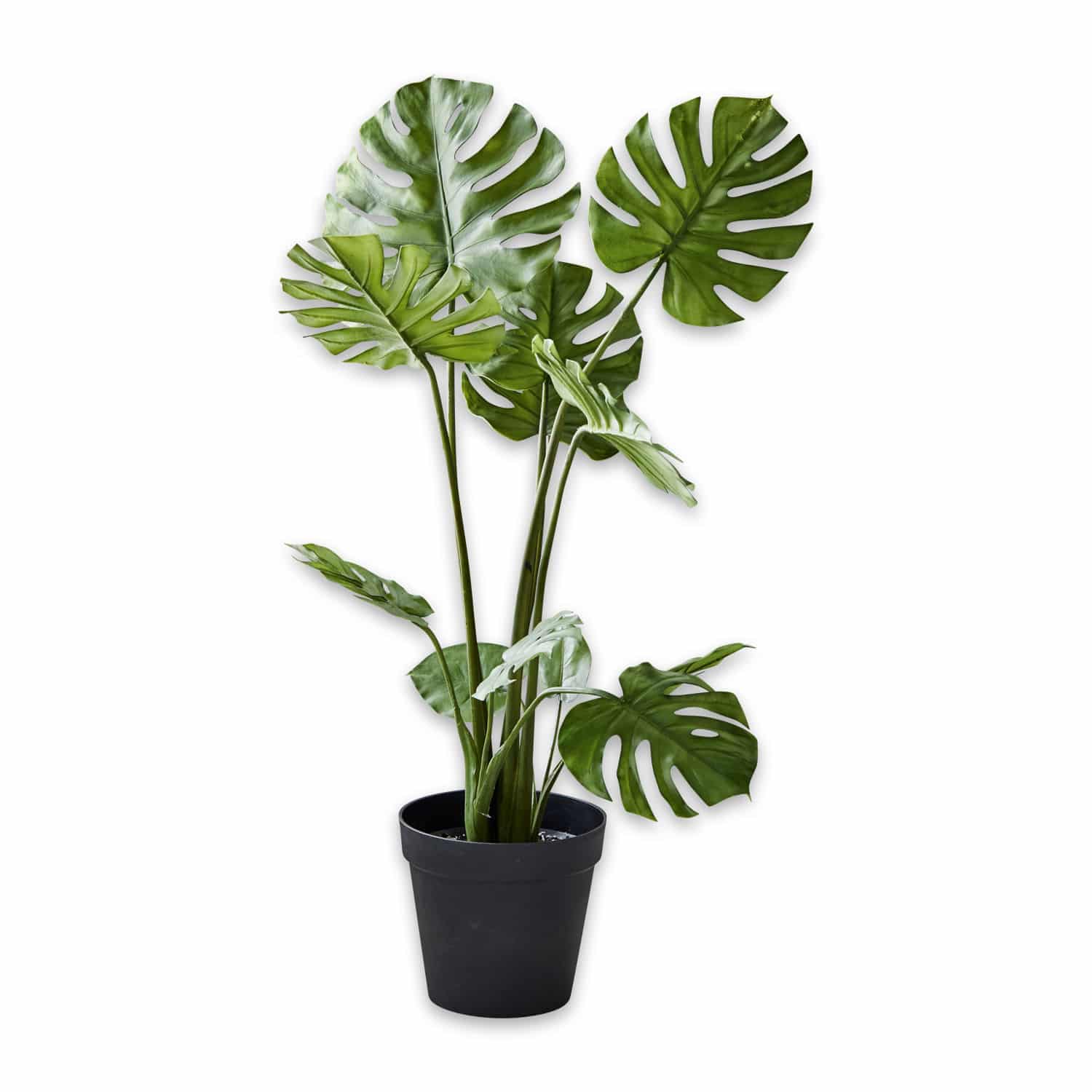 Dekoracja roślinna Monstera