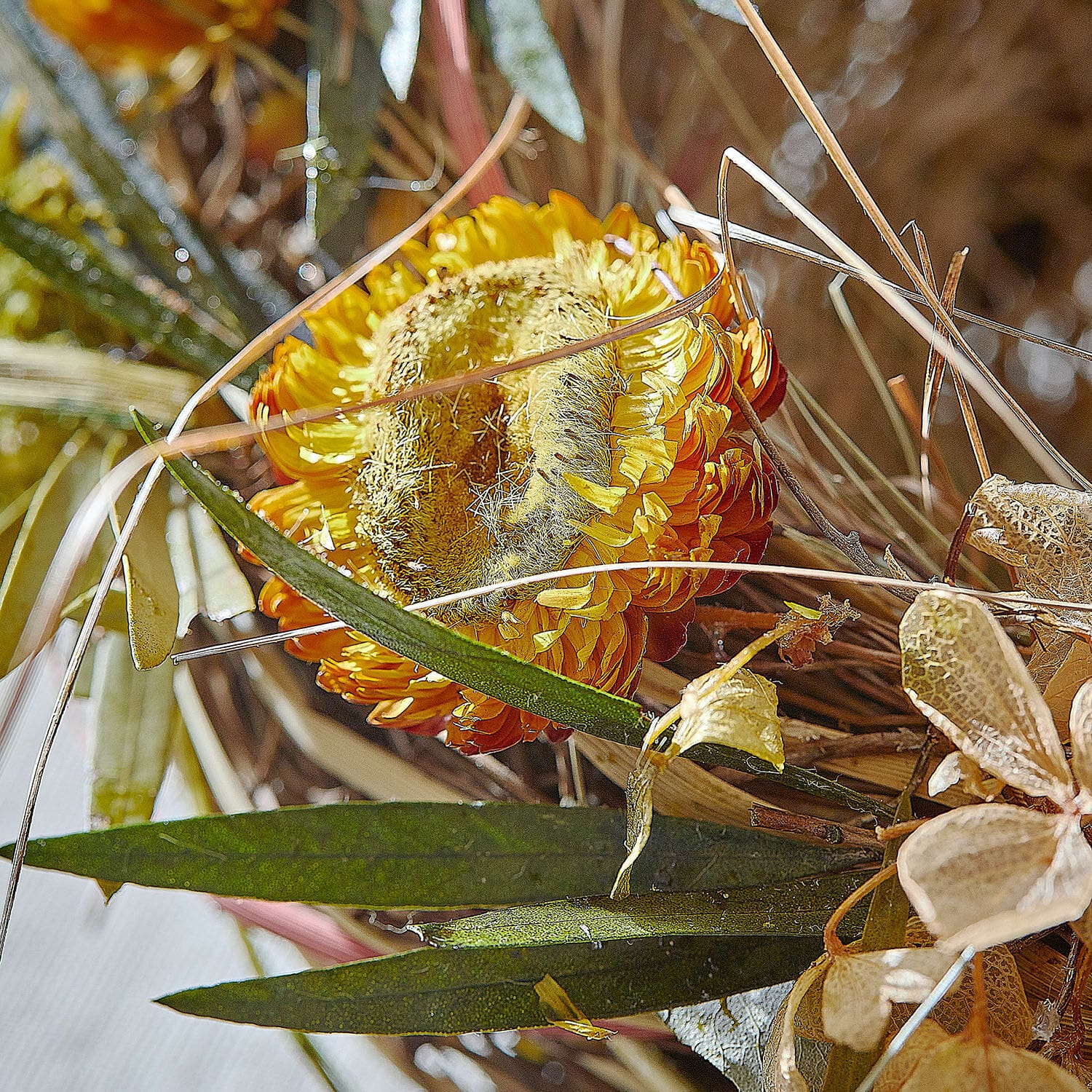 Gniazdo Bravilex