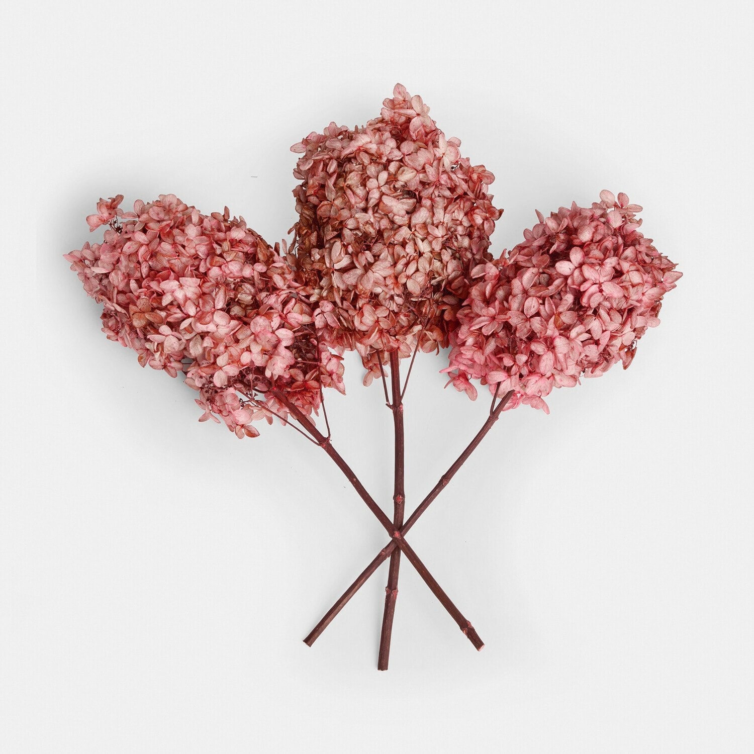 Trzy suszone kwiaty hortensji w odcieniach różu na dekorację wnętrz i aranżacje kwiatowe