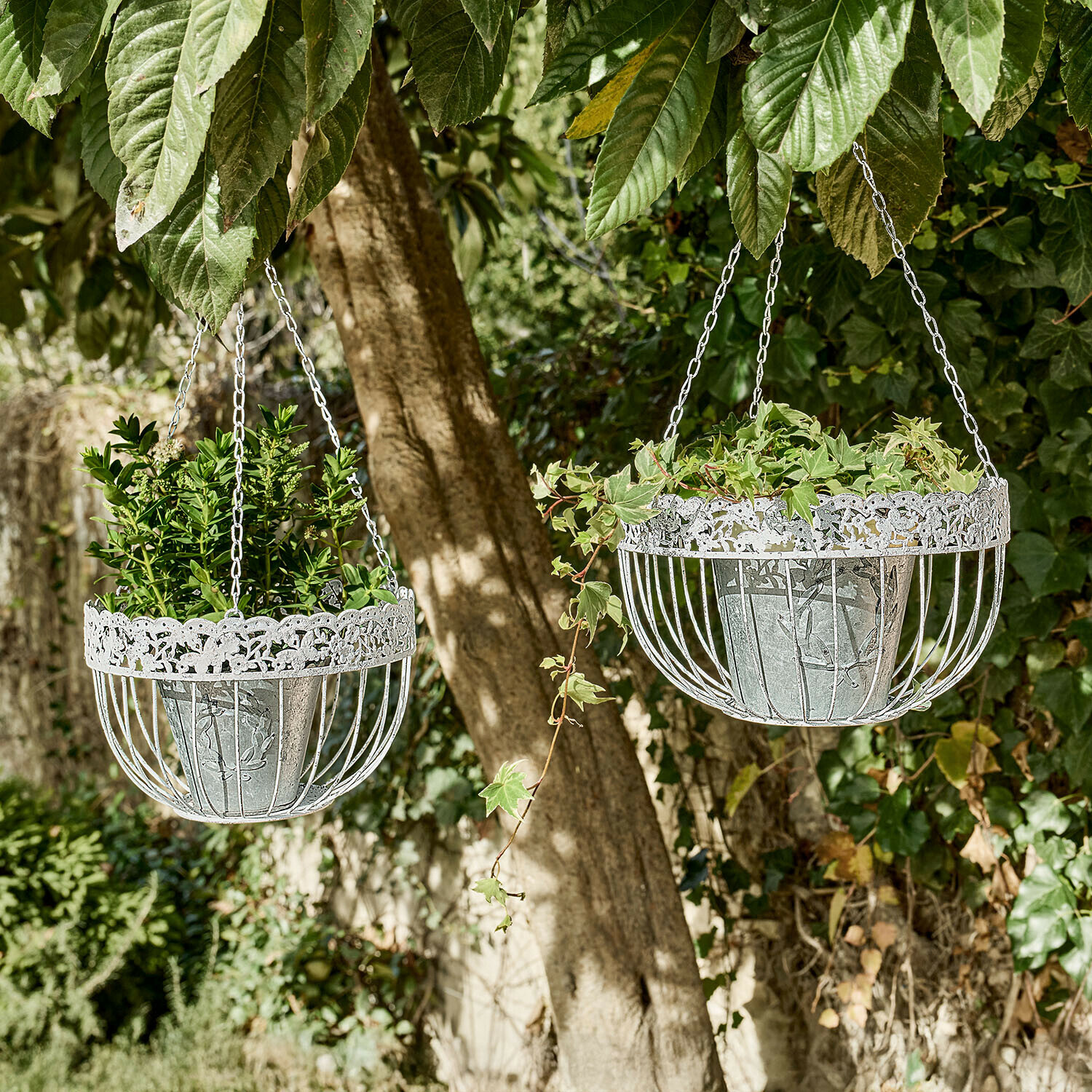 Dwa wiszące metalowe kosze na rośliny w kolorze białym z zielonymi roślinami w ogrodzie