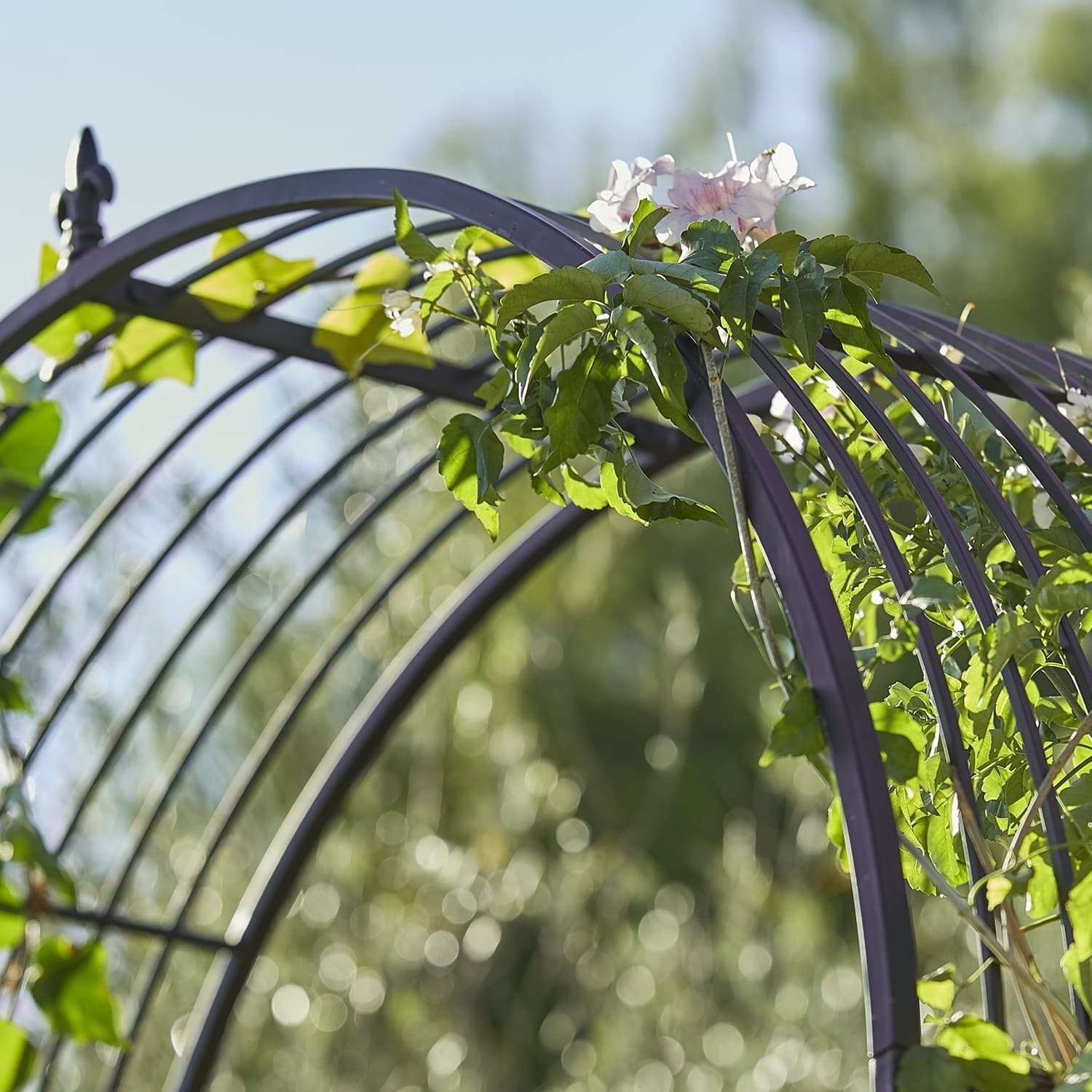 Pergola ogrodowa Skyrose