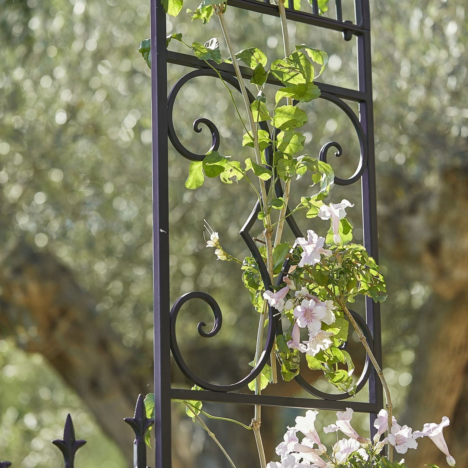 Pergola ogrodowa Skyrose