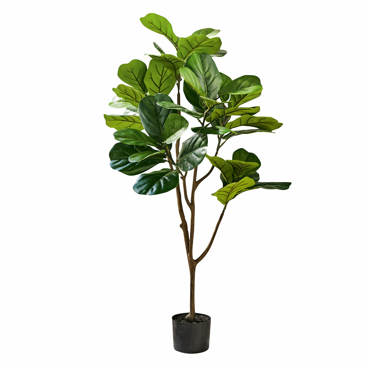 Dekoracyjna roślina doniczkowa Evolet