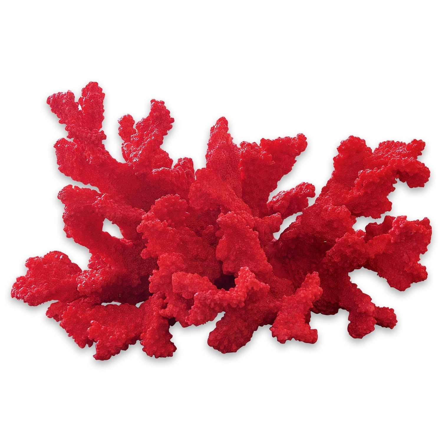 Dekoracyjny koralowiec Reddish